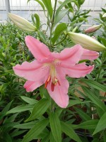 [4331 Maurena VZ No02.JPG]